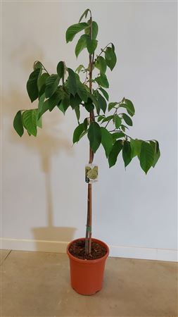 Annona Cherimola | Chirimoyo - 35cm |  P.35cm -  H.220 cm