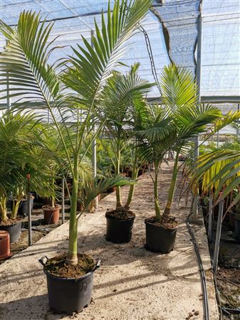 Archontophoenix cunninghamiana |  P.40cm -  H.200 cm