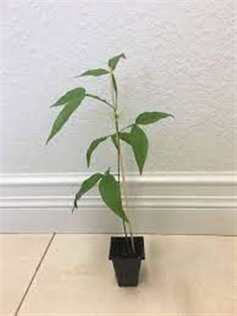 Melicoccus Bijugatus - 7ltr Cone |  P.17cm -  H.120 cm