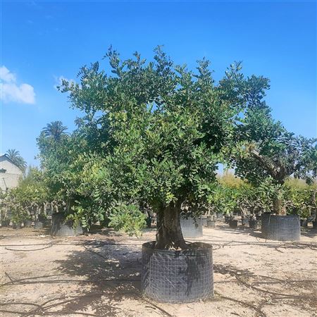 Ceratonia Siliqua - 7ltr Bolsa |  P.17cm -  H.120 cm