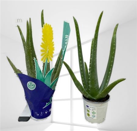 Aloe Vera Bio |  P.10cm -  H.25 cm