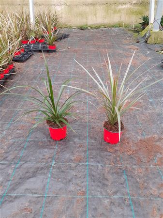 Dracaena Mix Cabeza |  P.11cm -  H.30 cm