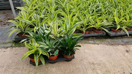 Dracaena Mix Cabeza |  P.12cm -  H.30 cm