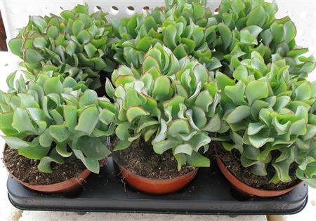 Succulenten Mix 13cm |  P.13cm -  H.15 cm