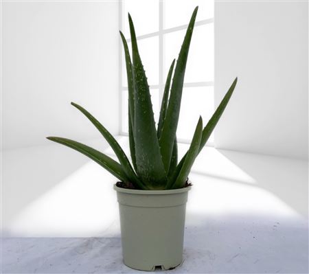 Aloe Vera Bio |  P.12cm -  H.40 cm