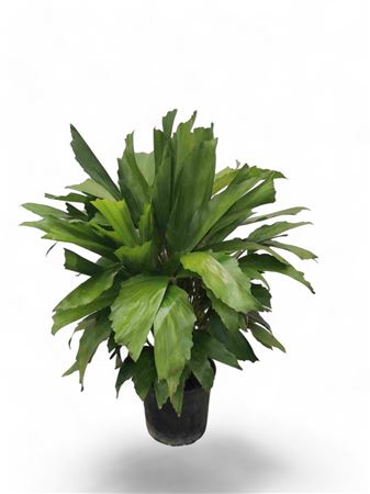 Caryota mitis |  P.14cm -  H.40 cm