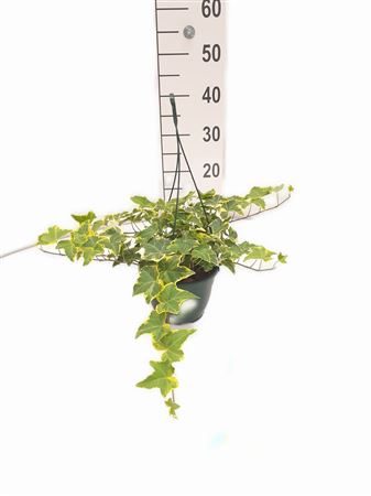 Hedera Hang | Colgar |  P.15cm -  H.40 cm