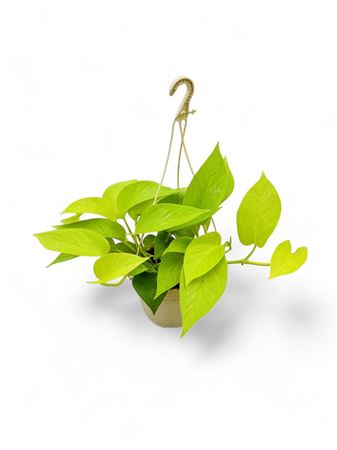 Epipremnum Lime Hang | Colgar |  P.15cm -  H.20 cm