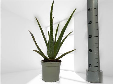 Aloe Vera Bio |  P.15cm -  H.30 cm