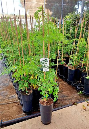 Moringa - 7ltr Cone |  P.17cm -  H.80 cm