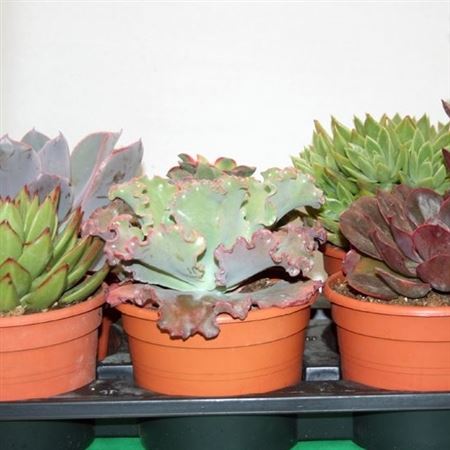 Succulenten Mix 17cm |  P.17cm -  H.20 cm