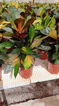 Codiaeum Branch 'mix' |  P.30cm -  H.60 cm