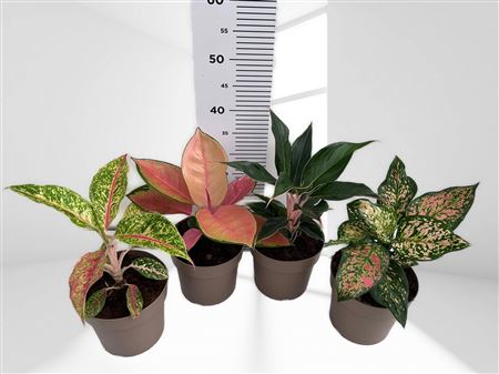 Aglonema Mix |  P.17cm -  H.50 cm