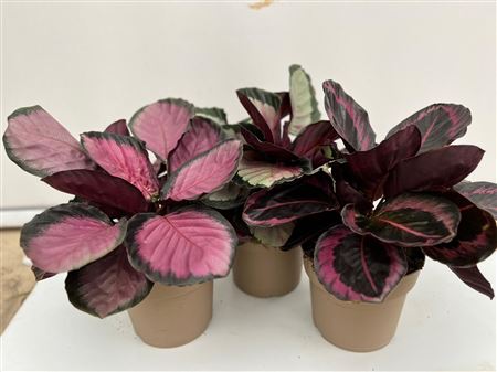 Calathea mix |  P.17cm -  H.50 cm