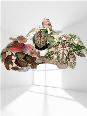 Caladium mix |  P.17cm -  H.50 cm