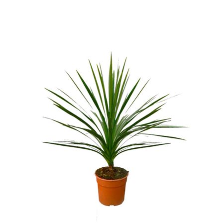 Cordyline Indivisa |  P.17cm -  H.55 cm