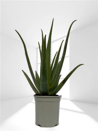 Aloe Vera Bio |  P.17cm -  H.55 cm
