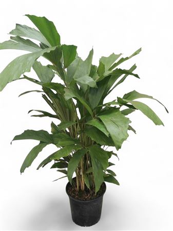 Caryota mitis |  P.17cm -  H.80 cm