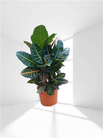 Codiaeum Branch 'mix' 8" |  P.20cm -  H.30 cm