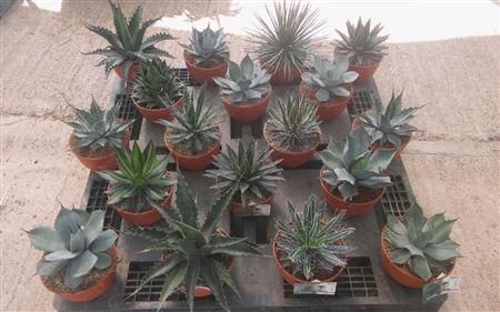 Agave mix |  P.20cm -  H.30 cm