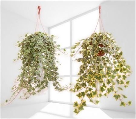 Hedera Hang | Colgar |  P.20cm -  H.60 cm