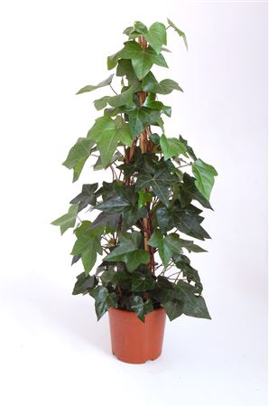 Hedera piramide |  P.20cm -  H.50 cm