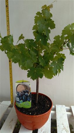 Fruit Mix - Vitis Vinifera |  P.20cm -  H.40 cm