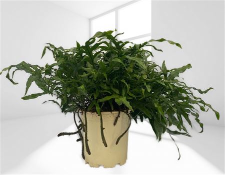 Microsorum Diversifolium |  P.20cm -  H.40 cm