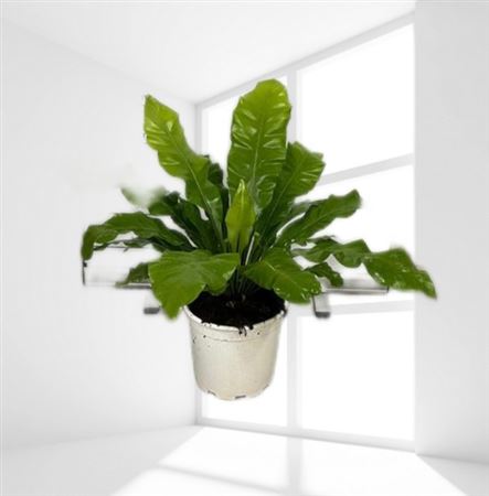 Asplenium |  P.20cm -  H.60 cm
