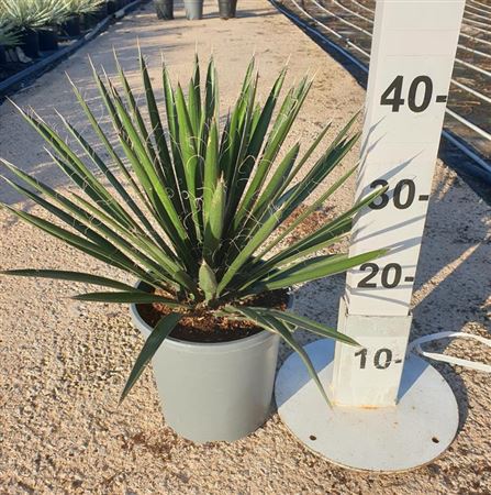 Yucca Filifera 20 |  P.20cm -  H.70 cm