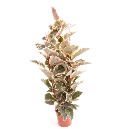 Ficus Elastica Tineke 2PP |  P.20cm -  H.90 cm