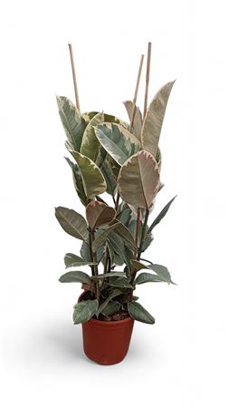 Ficus Elastica Tineke 3PP |  P.20cm -  H.90 cm