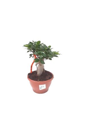 Ficus microcarpa Ginseng broom 300gr |  P.20cm -  H.30 cm