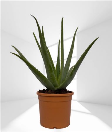 Aloe Vera Bio |  P.21cm -  H.75 cm