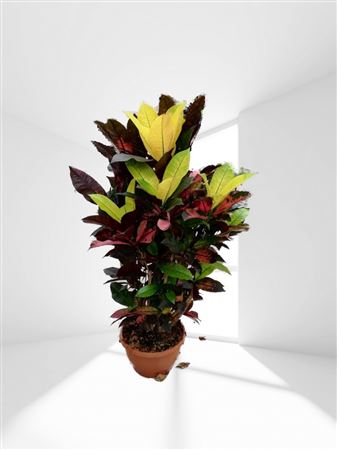 Codiaeum Branch 'mix' 18" |  P.25cm -  H.45 cm