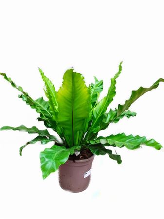 Asplenium |  P.22cm -  H.70 cm