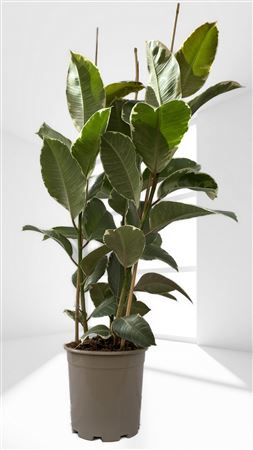 Ficus Elastica Tineke 2PP |  P.22cm -  H.120 cm