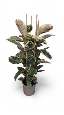 Ficus Elastica Tineke 3PP |  P.22cm -  H.120 cm