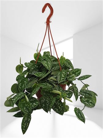 Epipremnum pictum Hang | Colgar |  P.23cm -  H.25 cm