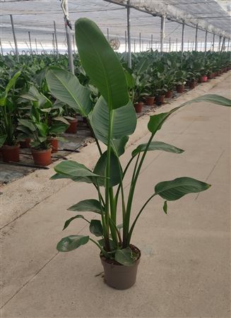 Strelitzia nicolai |  P.23cm -  H.120 cm