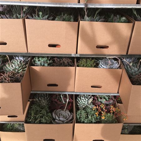 Succulenten Mix 25cm |  P.25cm -  H.25 cm