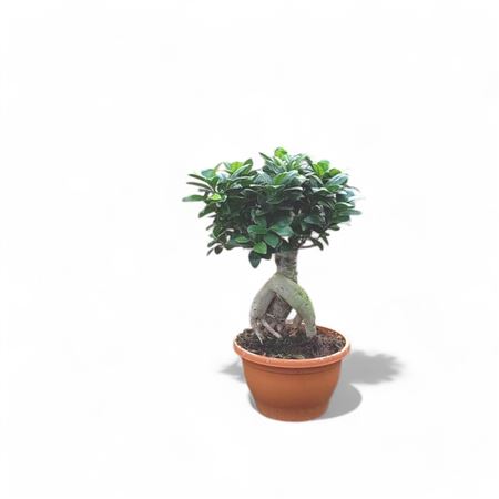 Ficus microcarpa Ginseng broom 500gr |  P.25cm -  H.40 cm
