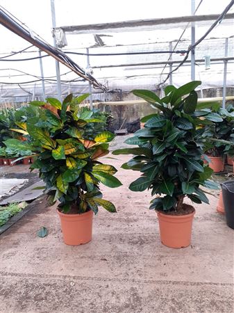 Codiaeum Branch 'mix' 24" |  P.30cm -  H.60 cm