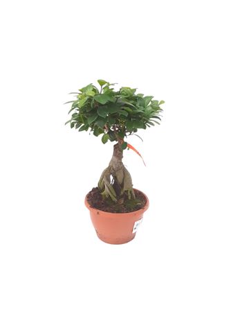 Ficus microcarpa Ginseng broom 1000gr |  P.25cm -  H.50 cm