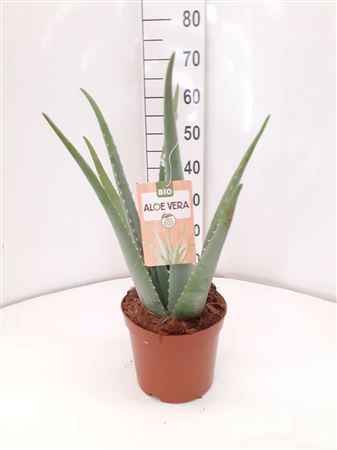 Aloe Vera Bio |  P.25cm -  H.80 cm