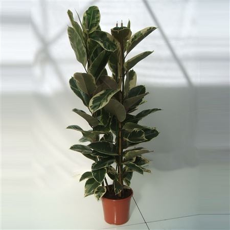 Ficus Elastica Tineke 3PP |  P.25cm -  H.150 cm