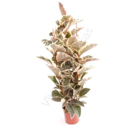 Ficus Elastica Tineke 3PP |  P.30cm -  H.150 cm