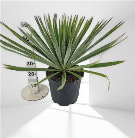Yucca Filamentosa 15Ltr |  P.30cm -  H.80 cm