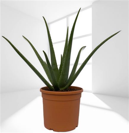 Aloe Vera Bio |  P.30cm -  H.80 cm