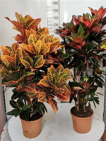Codiaeum Branch 'mix' 36" |  P.30cm -  H.90 cm